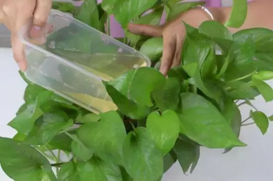 橙子皮水适合浇什么花 橙子皮水适合浇什么花