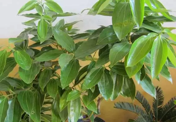 平安树-有关平安树的资料 平安树-有关平安树的资料