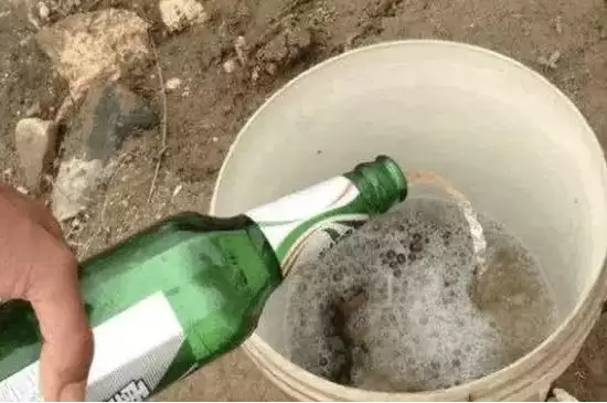 啤酒可以浇什么花 啤酒可以浇什么花
