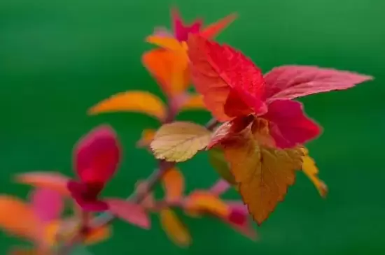 嫩叶为什么多呈红色?防止病虫害还是防紫外线 嫩叶为什么多呈红色?防止病虫害还是防紫外线