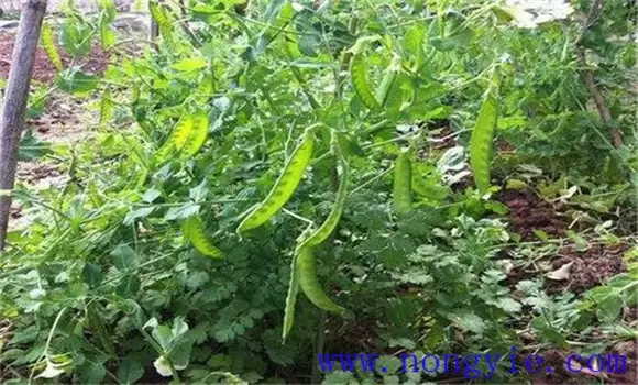 荷兰豆栽培技术 荷兰豆栽培技术
