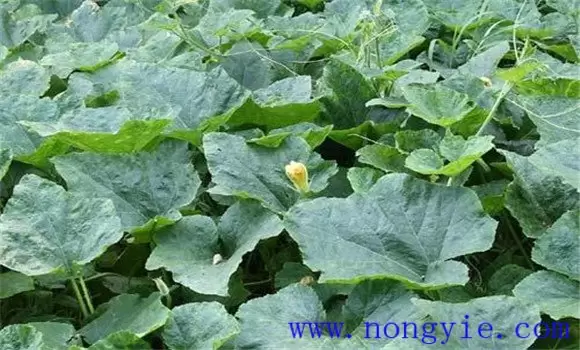 南瓜定植时间如何掌握 南瓜定植时间如何掌握