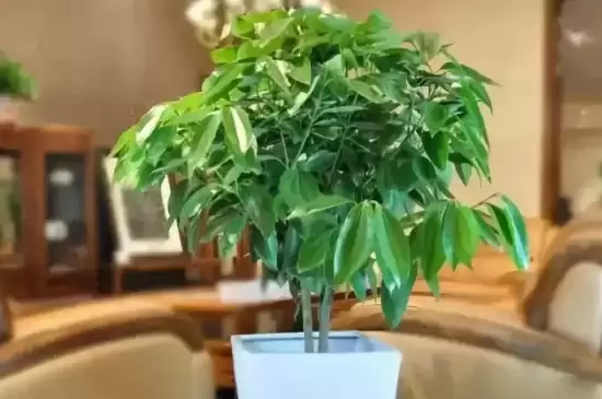 十大客厅风水植物 十大客厅风水植物