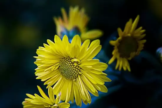 多年生草本植物是什么意思 多年生草本植物是什么意思