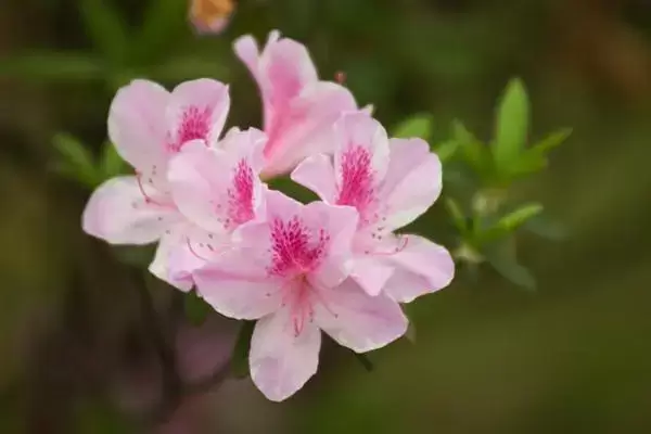 杜鹃花的养护,如何让她绽放最美 杜鹃花的养护,如何让她绽放最美