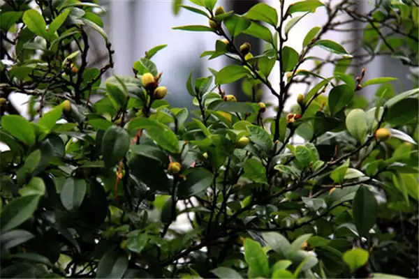 含笑盆栽种植技术及日常管理要求