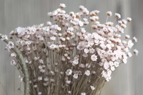 干花会枯萎吗 干花会枯萎吗