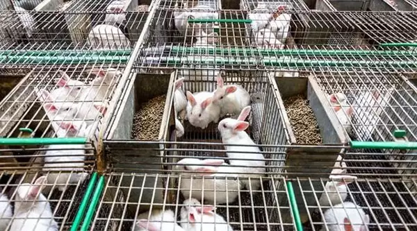 养兔实行严格的生物安全制度插图
