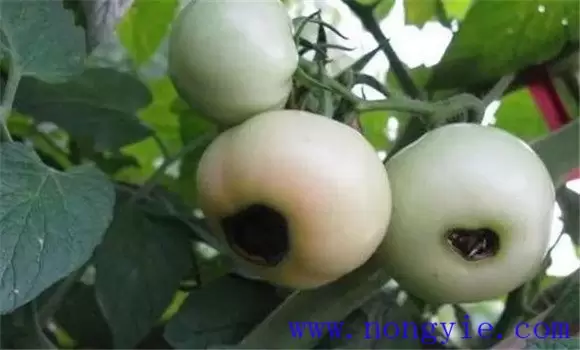 番茄脐腐病的症状表现 番茄脐腐病的症状表现