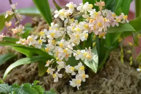兰草花品种 兰草花品种