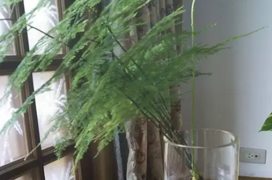 哪些盆栽不能用陶粒 哪些盆栽不能用陶粒