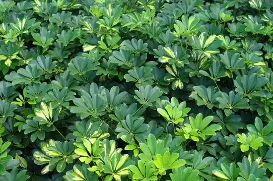 十大客厅风水植物 十大客厅风水植物