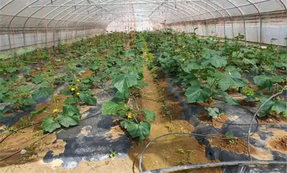 春季大棚黄瓜栽培技术要点 春季大棚黄瓜栽培技术要点