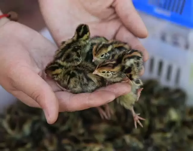 图片[6]-如何养小山鸡？-会东网