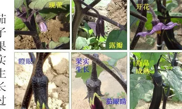 如何预防茄子落花落果 如何预防茄子落花落果
