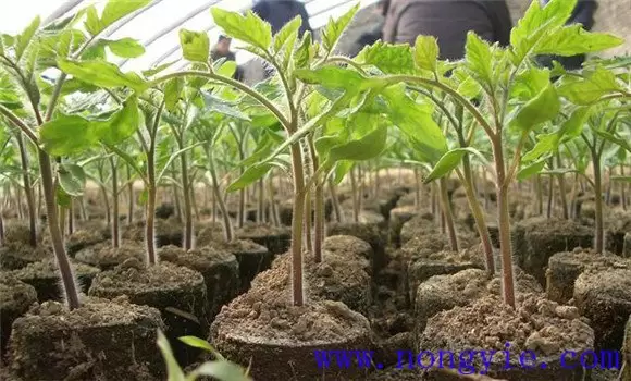 番茄育苗期是多少天，讲述番茄育苗技术全过程