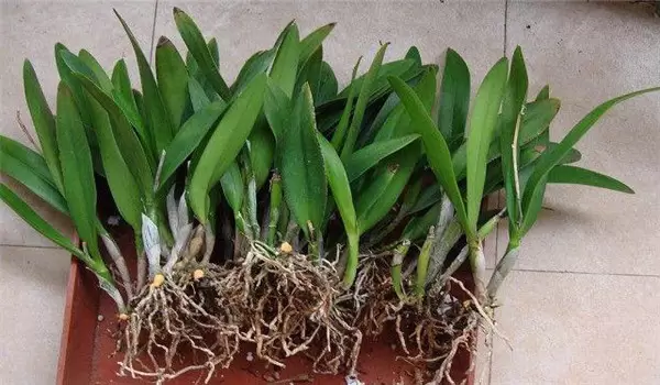 卡特兰花栽培技术要点 卡特兰花栽培技术要点