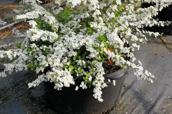 干枝雪柳要喷水吗 干枝雪柳要喷水吗