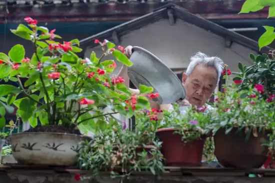果皮发酵的水几天浇一下合适 果皮发酵的水几天浇一下合适