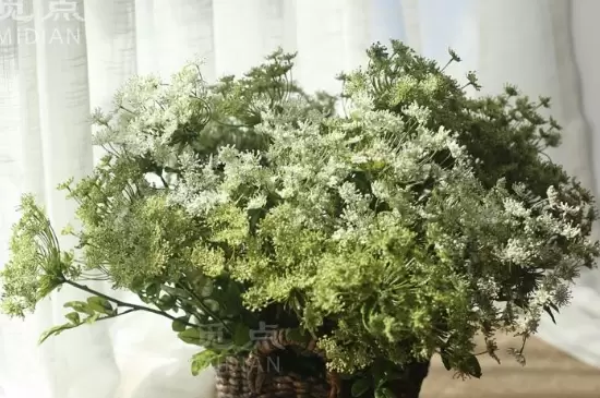 巧克力花的养殖方法和注意事项 巧克力花的养殖方法和注意事项
