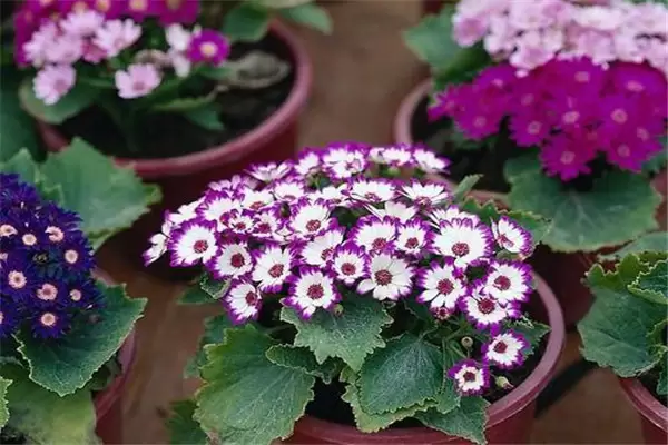 瓜叶菊盆栽怎么养 瓜叶菊盆栽怎么养
