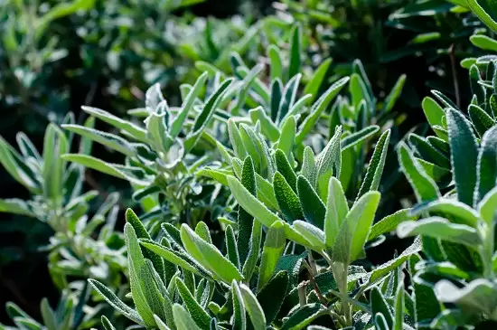 旱生植物叶片的特点 旱生植物叶片的特点