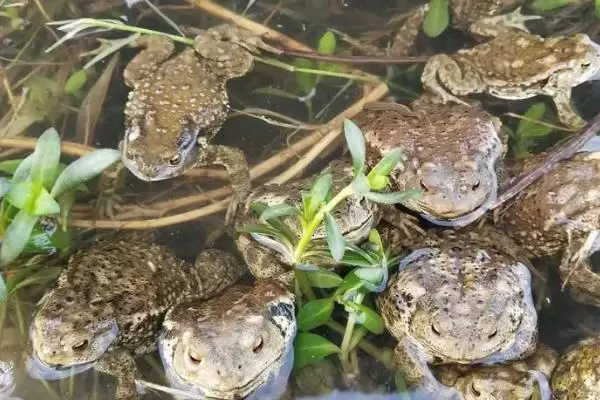 养殖蟾蜍需要办理什么手续,需申请办理《野生动物驯养繁殖许可证》 养殖蟾蜍需要办理什么手续,需申请办理《野生动物驯养繁殖许可证》