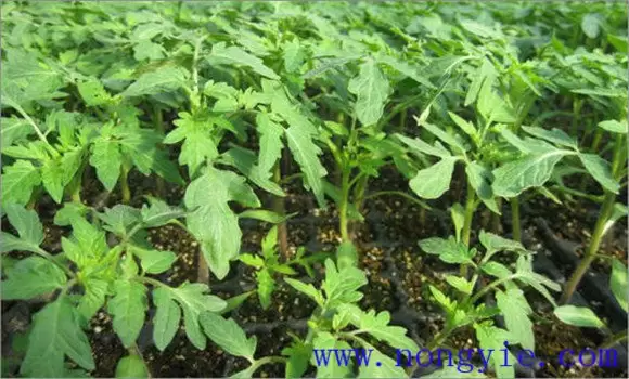 番茄枯萎病的症状表现 番茄枯萎病的症状表现