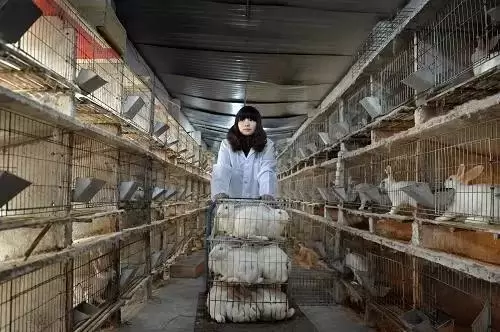 兔的配种方法插图 兔的配种方法插图