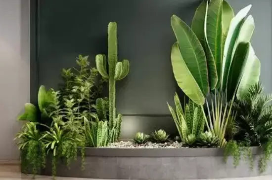 室内放太多植物的坏处 室内放太多植物的坏处