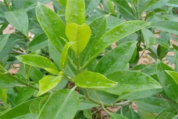 非洲茉莉的原籍并不是非洲 非洲茉莉的原籍并不是非洲