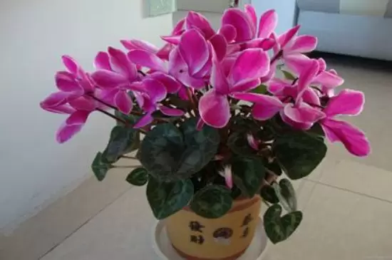 十大吉利招财的花 十大吉利招财的花