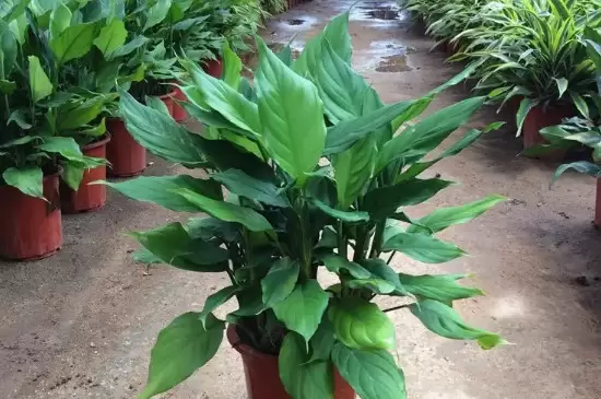 十大客厅风水植物 十大客厅风水植物