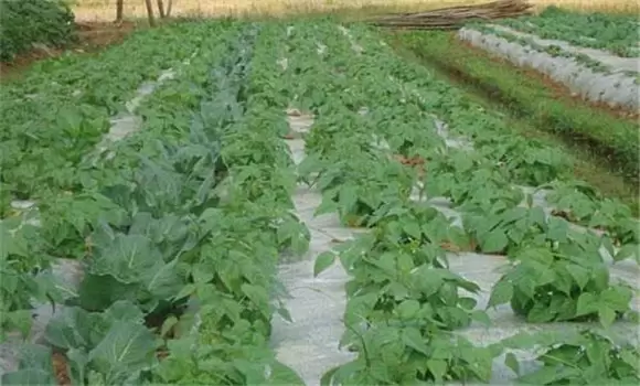 四季豆栽培管理技术要点 四季豆栽培管理技术要点
