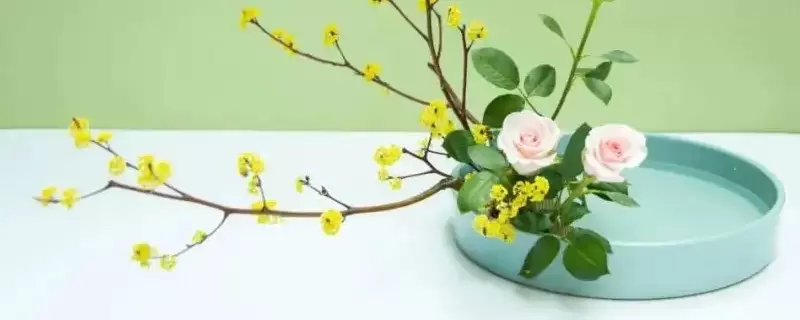 灯台鲜花枝要用水养吗 灯台鲜花枝要用水养吗