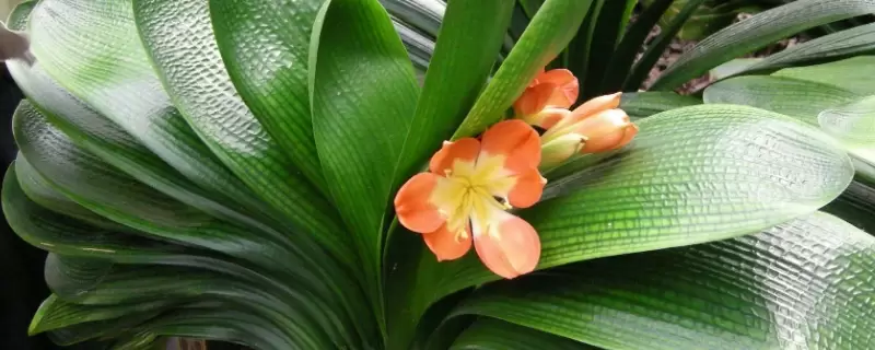 冬季开花的花卉有哪些 冬季开花的花卉有哪些