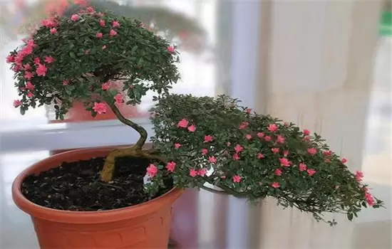 杜鹃花盆栽关键技术