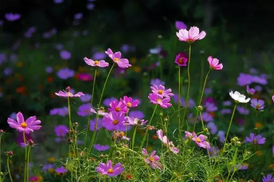 幸福香花的养殖方法 幸福香花的养殖方法