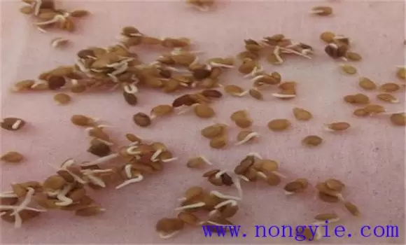 番茄育苗技术要点