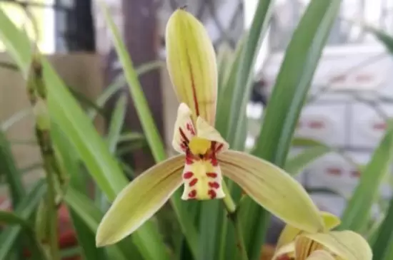 兰草花品种 兰草花品种