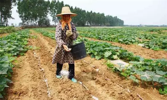 南瓜施肥技术 南瓜施肥技术