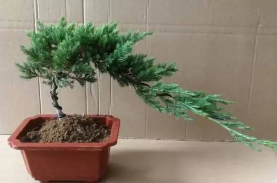 十大客厅风水植物 十大客厅风水植物