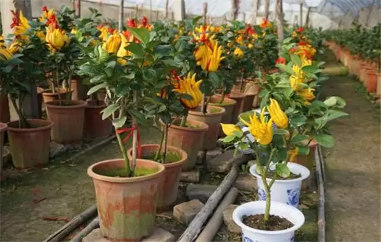 佛手盆栽的种植方法 佛手盆栽的种植方法