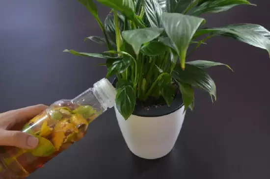 橙子皮水适合浇什么花 橙子皮水适合浇什么花