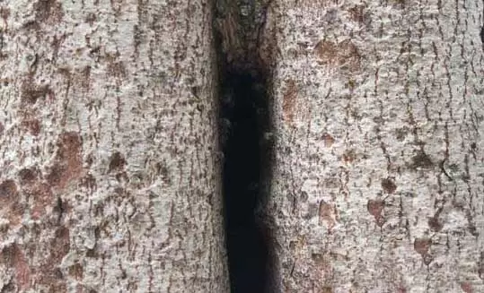 如何捕捉树洞里的野生蜜蜂