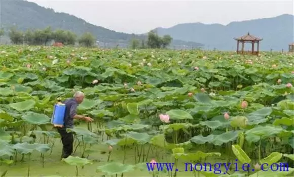 荷花病虫害有哪些 荷花病虫害有哪些