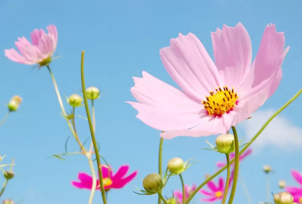 宿根花卉比较适应什么样的生态环境?有哪些不同的特点? 宿根花卉比较适应什么样的生态环境?有哪些不同的特点?