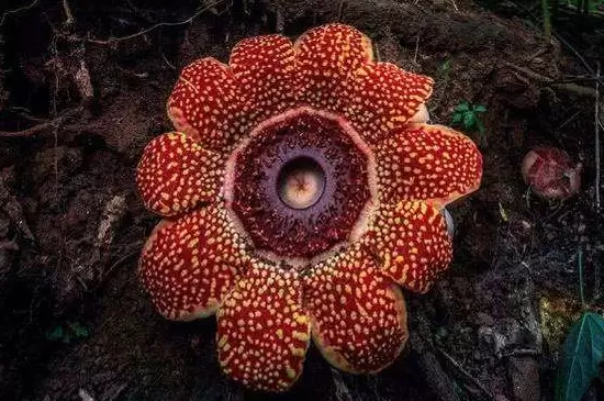大王花的特点 大王花的特点