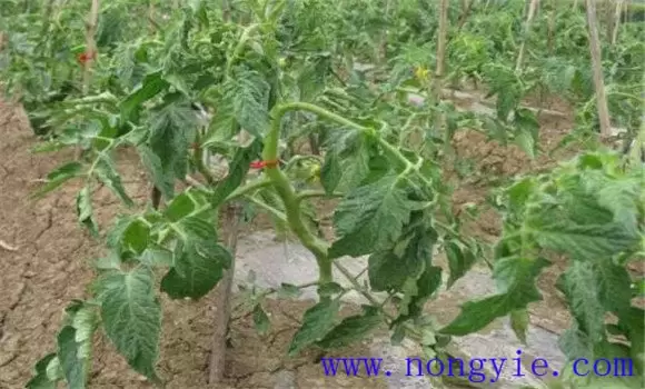 番茄死苗是什么原因 番茄死苗是什么原因