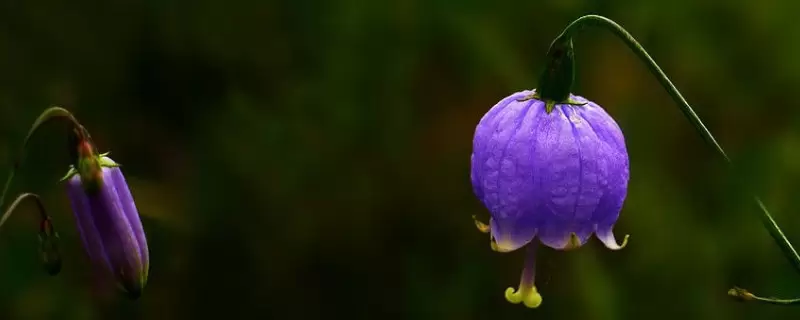 风铃花的花语是什么? 风铃花的花语是什么?